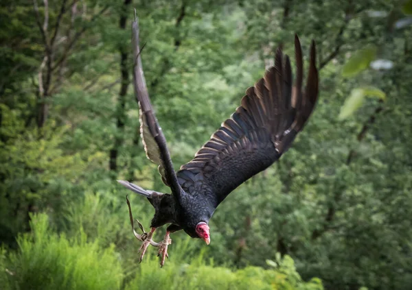 A turkey vulture closeup in a falconry in saarburg, copy space — Stock Photo, Image