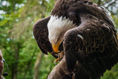 Saarburg 'da bir falcrony' de kel bir kartal, kopyalama uzayı