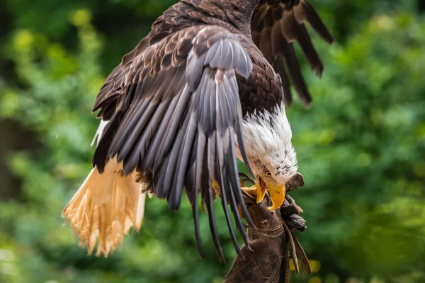 Un primer plano de águila calva en una falcronía en Saarburg, espacio para copiar — Foto de Stock