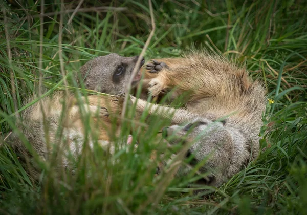 Meerkats lindo primer plano que están jugando delante de la cámara, espacio de copia — Foto de Stock