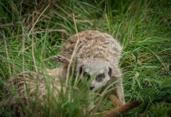 Roztomilé meerkaty detailní záběr, které hrají před kamerou, kopírovat prostor — Stock fotografie