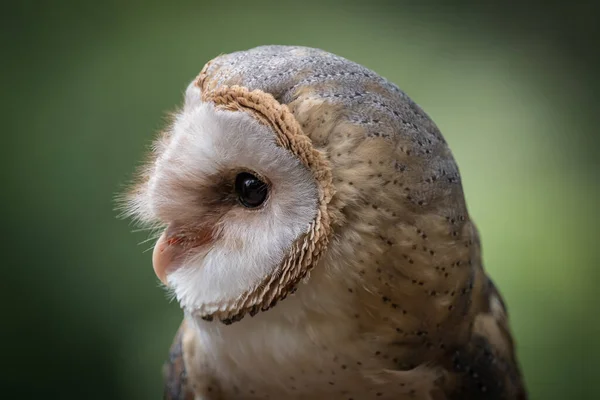 Ein Schleiereule Nahaufnahme in einem Falknerei im Saarland im Sommer, Kopierraum — Stockfoto