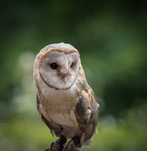 Ein Schleiereule Nahaufnahme in einem Falknerei im Saarland im Sommer, Kopierraum — Stockfoto