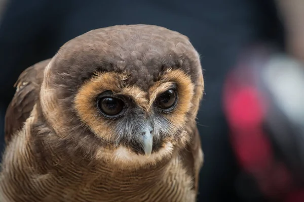 Un hibou malais en gros plan dans une fauconnerie à Saarburg, espace de copie — Photo