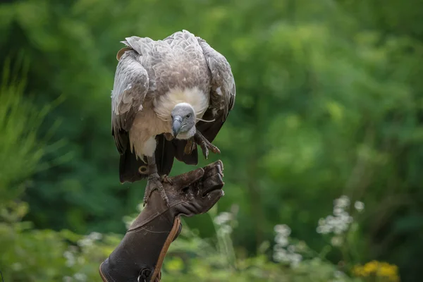 Beyaz Sırtlı Akbaba Falcrony Fauna Kuş Kapalı Kopyalama Alanı — Stok fotoğraf