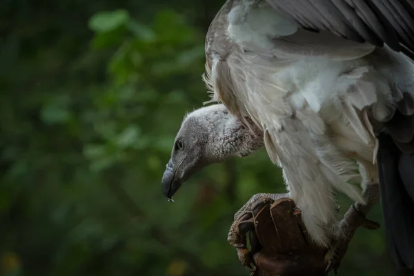 White Backed Vulture Falcrony Fauna Bird Animal Closeup Copyspace — Stock Photo, Image