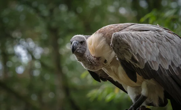 Bílý Supí Falcrony Fauna Pták Zvíře Detailní Copyspace — Stock fotografie