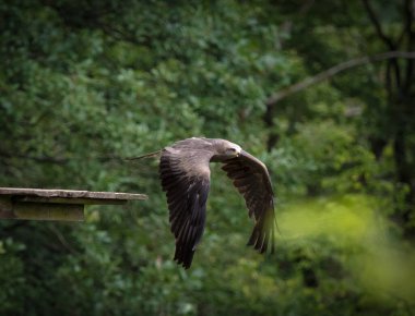 Bir raptor Saarburg 'da bir falcrony' de uçarken, uzayı kopyaladı