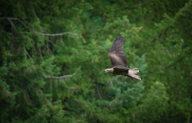 Bir raptor Saarburg 'da bir falcrony' de uçarken, uzayı kopyaladı