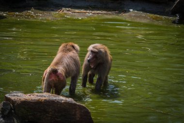 Neunkirchen 'deki hayvanat bahçesinde bir maymun grubu, uzayı kopyalayın