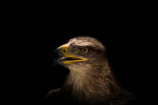 Uma águia buzzard closeup edição criativa, espaço de cópia — Fotografia de Stock