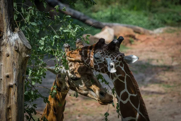 Eine Giraffen-Nahaufnahme im Sommer in Neunkirchen im Saarland, Kopierraum — Stockfoto