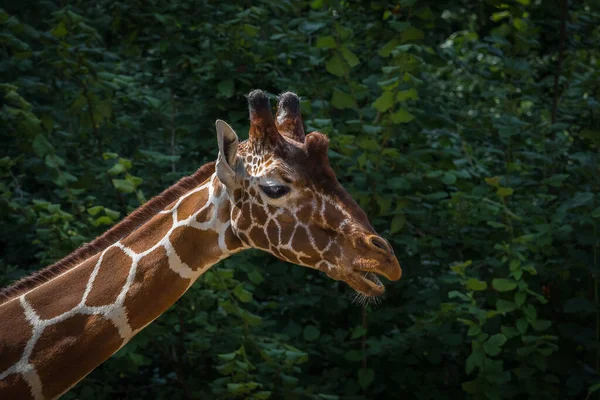 A giraffe closeup in neunkirchen in saarland at summer, copy space — Stock Photo, Image