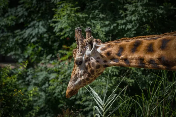 Eine Giraffen-Nahaufnahme im Sommer in Neunkirchen im Saarland, Kopierraum — Stockfoto