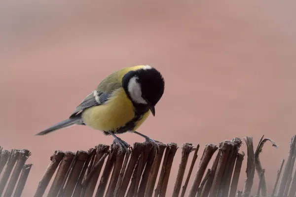 A great tit sits on a balcony in Jena, copy space — 图库照片