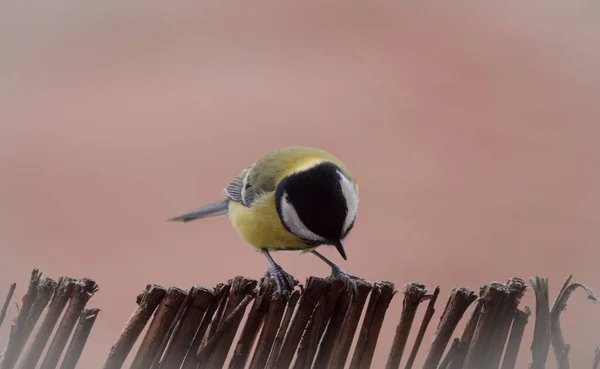 A great tit sits on a balcony in Jena, copy space — Zdjęcie stockowe