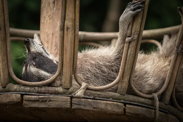 Mýval detailní záběr to je relaxace v zoo v Saarburgu, kopírovací prostor — Stock fotografie