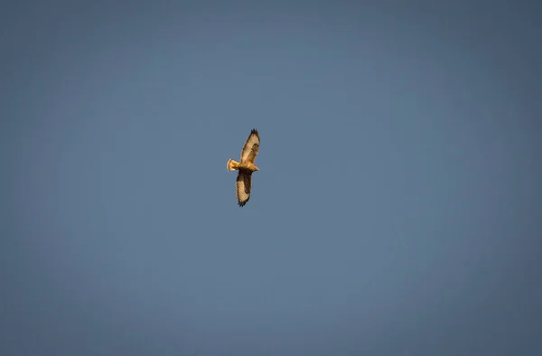 A common buzzard flying above us in jena at autumn, copy space — Stock Photo, Image