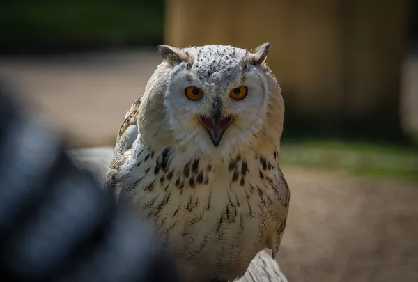 Uma coruja de celeiro fechar em uma falcoaria em saarburg, espaço de cópia — Fotografia de Stock