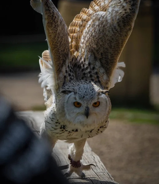 Uma coruja de celeiro fechar em uma falcoaria em saarburg, espaço de cópia — Fotografia de Stock