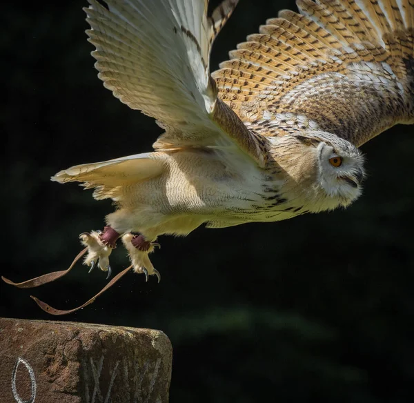 Uma coruja de celeiro fechar em uma falcoaria em saarburg, espaço de cópia — Fotografia de Stock