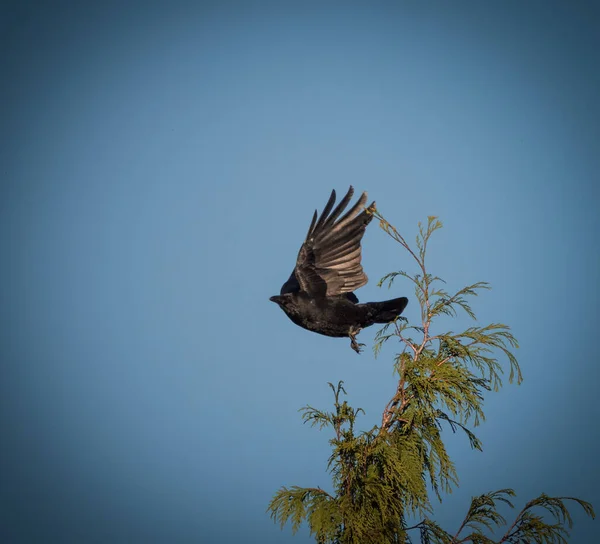 A crow on a tree in jena at a cemetery at summer, copy space — Stock Photo, Image