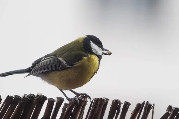A great tit sits on a balcony in Jena, copy space — Stock Photo, Image