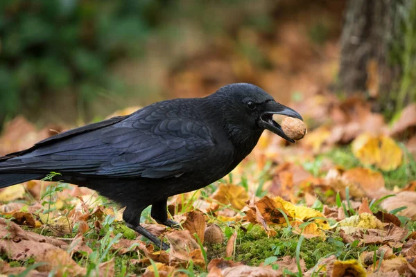 Eine Krähen-Nahaufnahme auf einem Jenaer Friedhof im Sommer, Kopierraum — Stockfoto