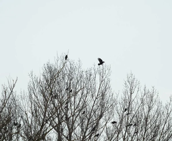 Um volume de corvos em uma árvore em Jena no outono, espaço de cópia — Fotografia de Stock