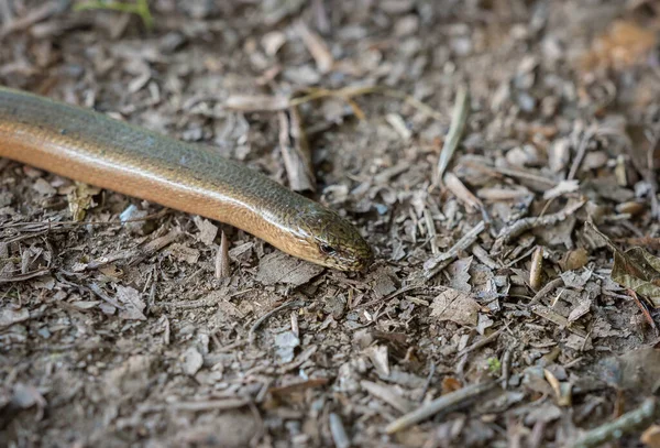 夏の終わりに草のヘビの野生動物 Saarland Copyspace — ストック写真