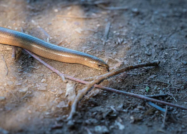 夏の終わりに草のヘビの野生動物 Saarland Copyspace — ストック写真