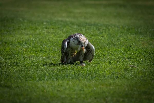 Roofvogel Close Valk Fauna Vogel Ornithologie Dier Copyspace — Stockfoto