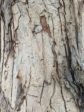 Ormandaki büyük bir ağacın kabuğu