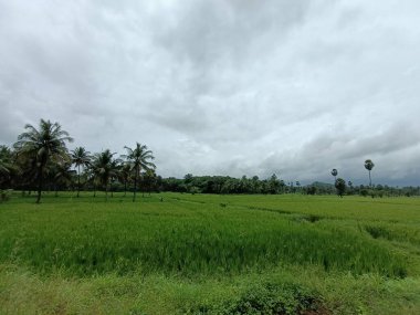Güzel yeşil çeltik tarlası, güzel doğa arka planında pirinç tarlası