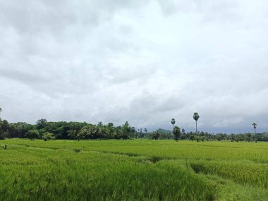 Güzel yeşil çeltik tarlası, güzel doğa arka planında pirinç tarlası