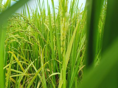 Güzel yeşil çeltik tarlası, güzel doğa arka planında pirinç tarlası