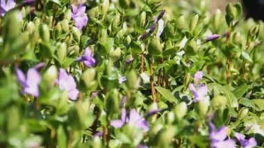 üzerinde çiçekler arıların