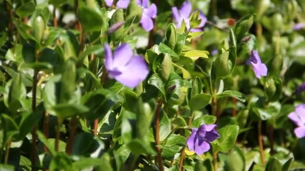 Bin på blommor — Stockvideo