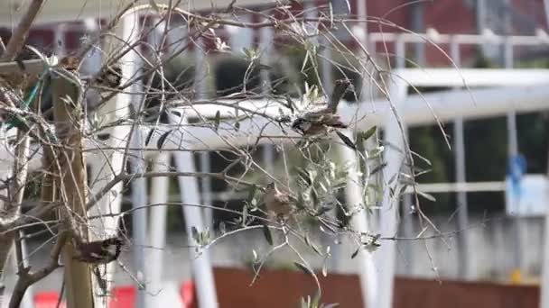 Ptaki na drzewo — Wideo stockowe