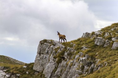 Chamois bir taşın üstüne