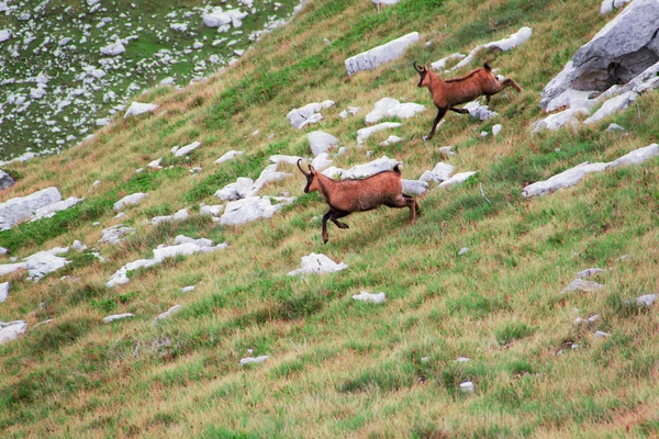 Two deers running down the hill — Stock Photo, Image