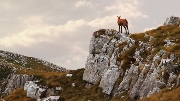 Chamois on the top of a rock — Stock Video