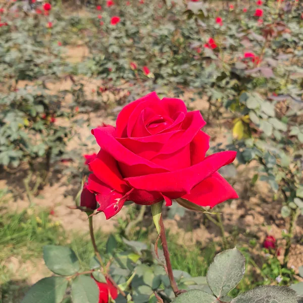 Une Rose Rouge Entièrement Fleurie Sur Plante Matin Hiver Avec — Photo