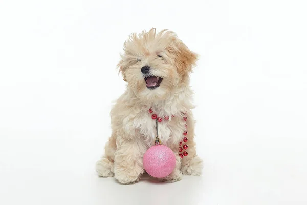Boynunda Noel topu asılı genç kahverengi köpek yavrusu. Stüdyoda beyaz bir arka planda noel fotoğrafı çekimi..