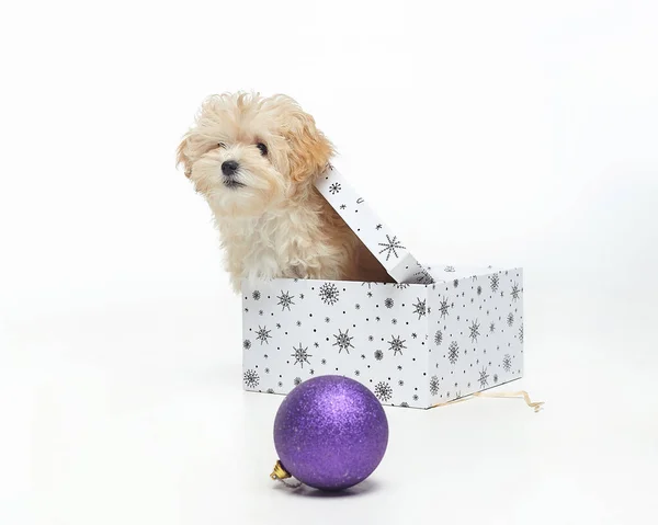 Shaggy Brown Puppy Stapt Uit Geschenkdoos Fotoshoot Studio Met Kerstversiering — Stockfoto