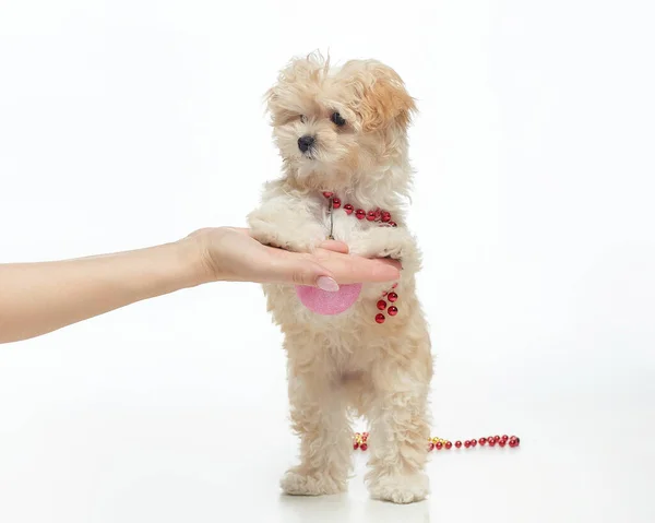 Cachorro Marrón Joven Para Sus Patas Traseras Con Una Bola Fotos De Stock Sin Royalties Gratis