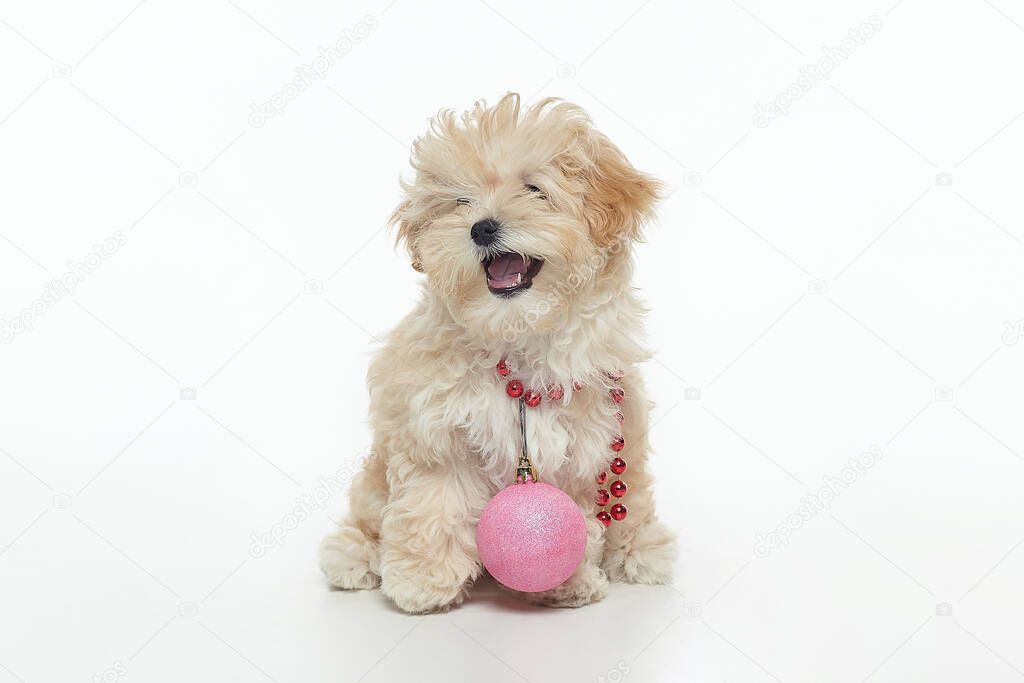 young brown puppy with a Christmas ball hanging around its neck. christmas photo shoot in the studio on a white background.