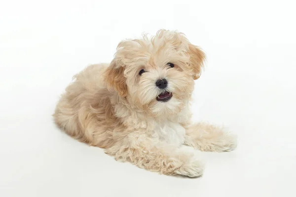 年轻的毛茸茸的小狗Maltipu在工作室的白色背景 — 图库照片