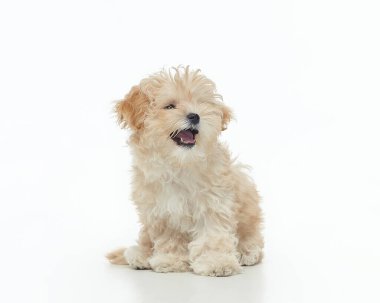 Genç tüylü köpek yavrusu Maltipu beyaz arka planda stüdyoda oturuyor..