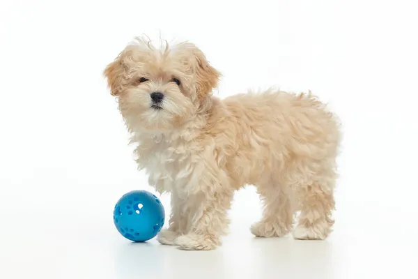 Genç Shaggy Maltypu köpek yavrusu. Stüdyoda mavi bir top var. Beyaz arka planda..